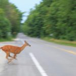 MDOT warns of increased deer activity on roads