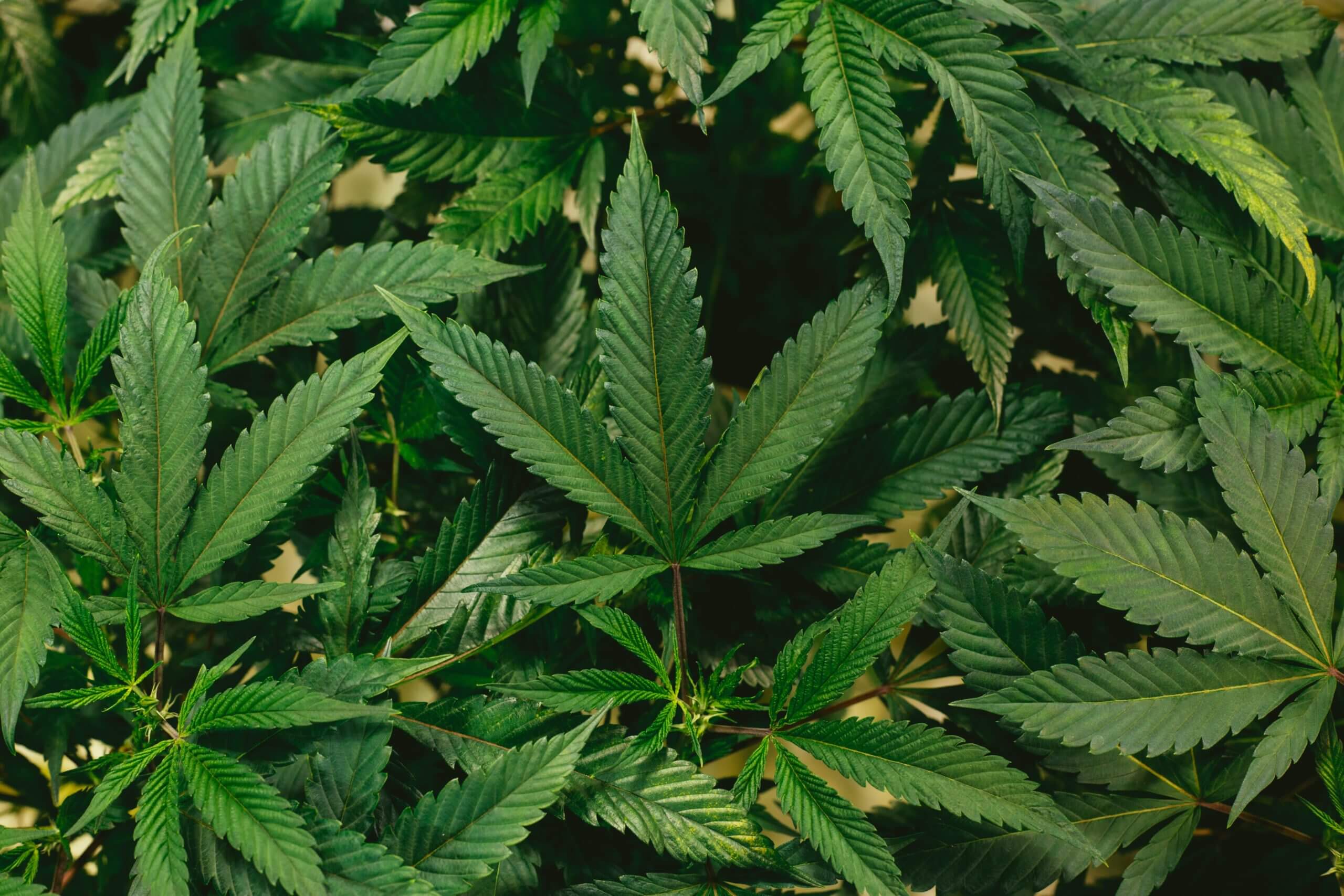 Medical marijuana license platform identified