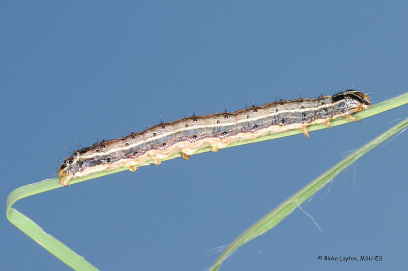 Armyworms attacking DeSoto County lawns