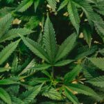 Senate passes medical marijuana program bill