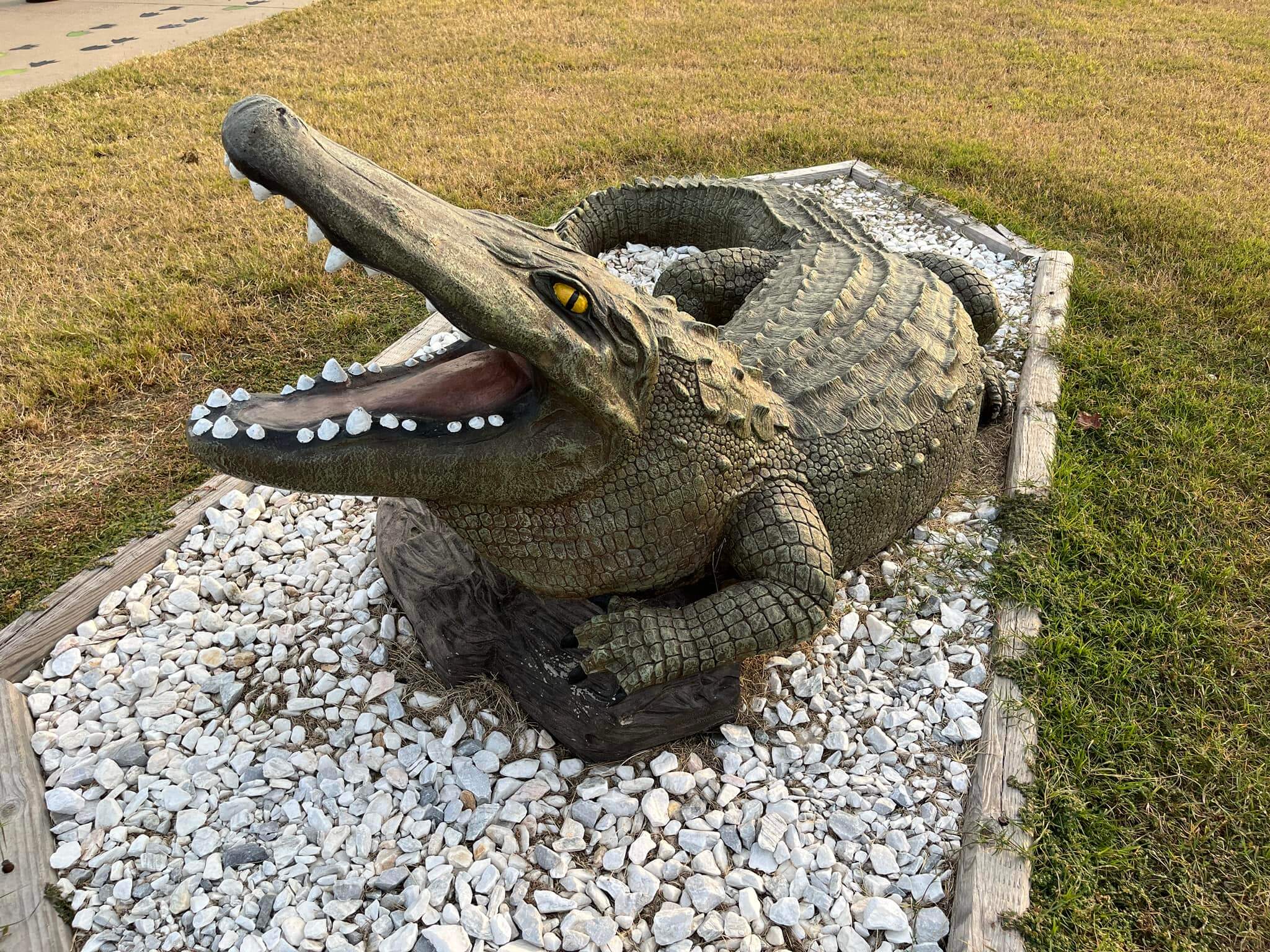 Lake Cormorant Gator