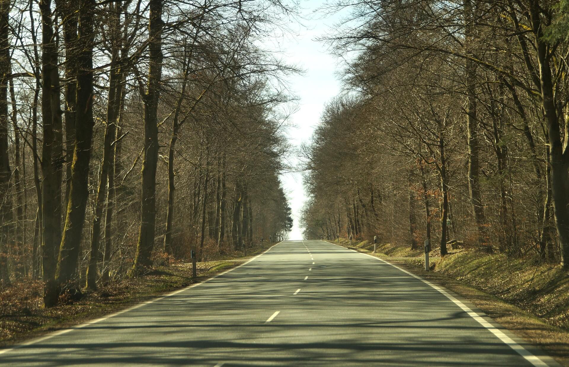 wooded roadway