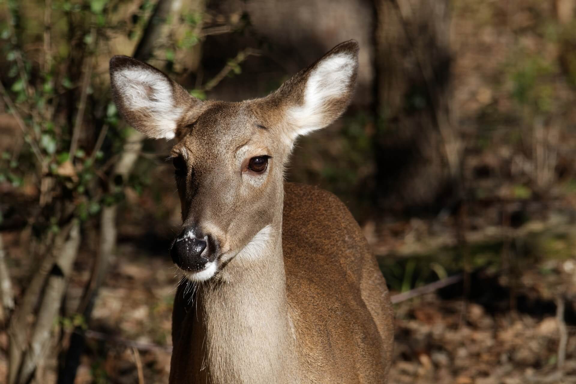 Chronic Wasting Disease Detected In Tunica County | DeSoto County News