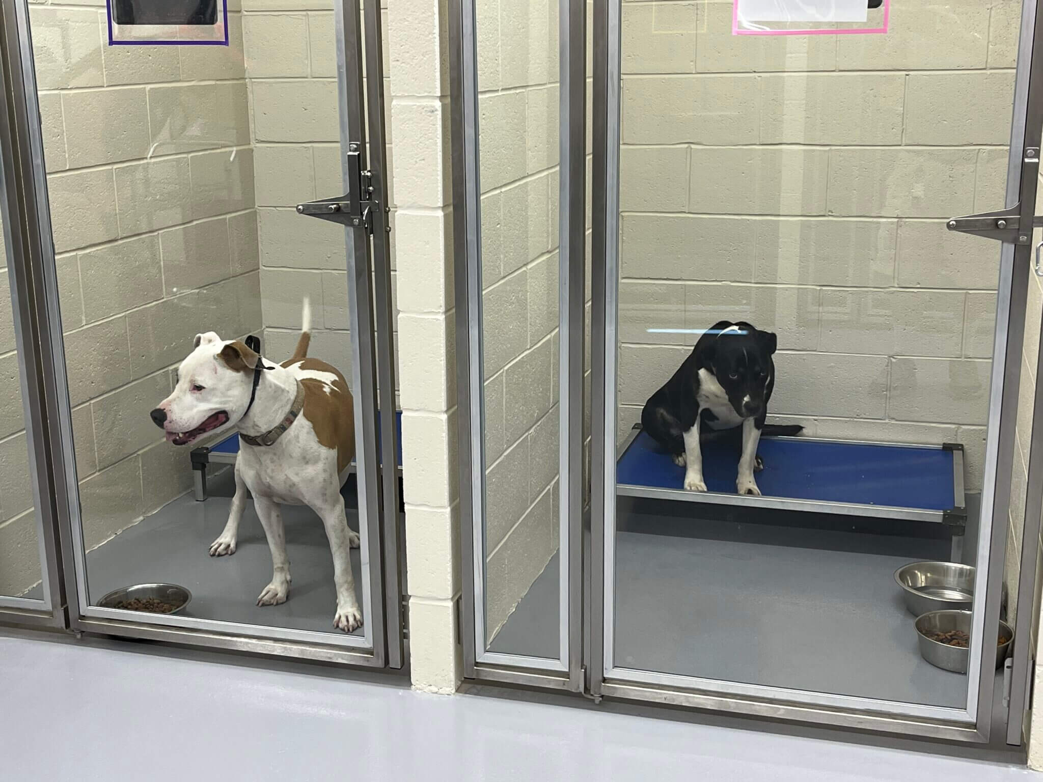 Doggone it! We have an animal shelter! | DeSoto County News