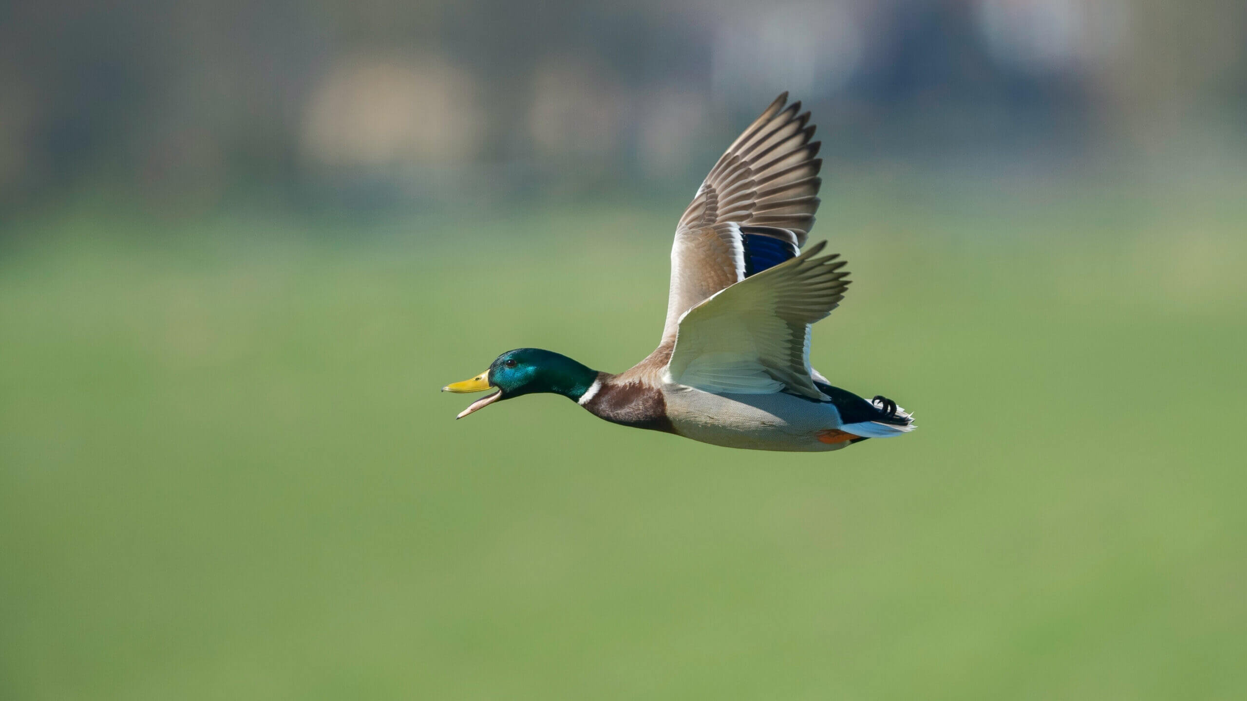 waterfowl duck hunting