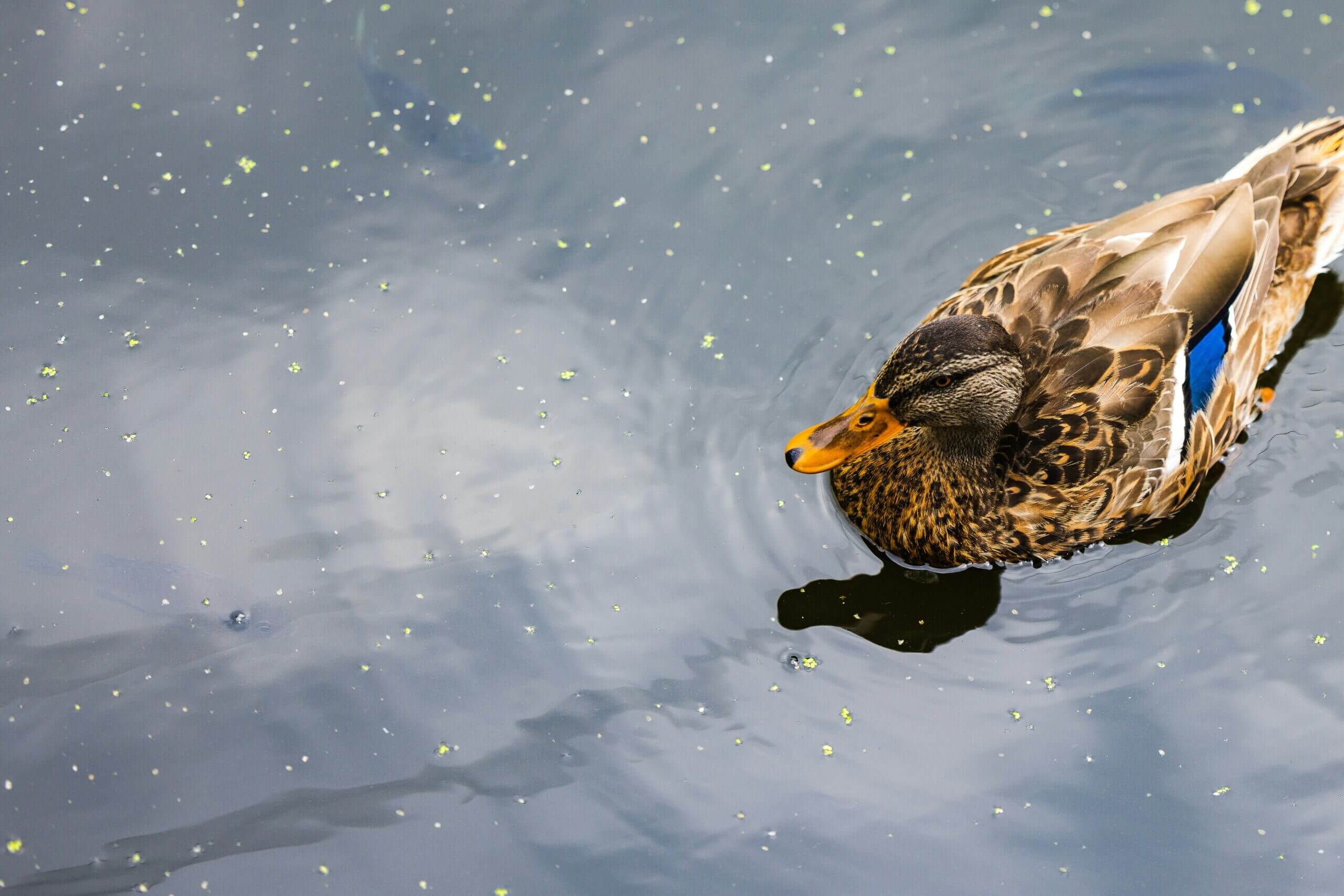 waterfowl