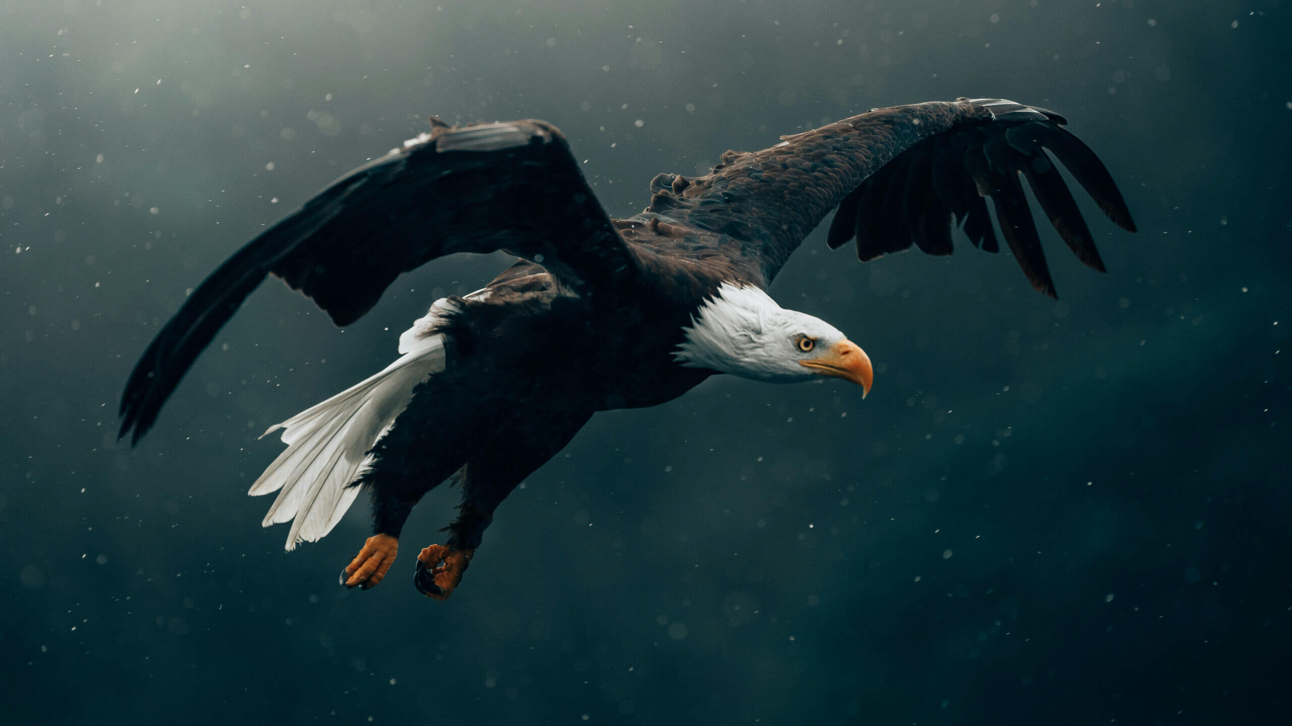 bald eagle