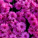 blossoms