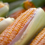 Lynn Jones: How close to plow to the corn corn