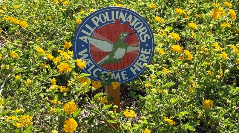 Southaven aldermen name hummingbird garden for June Wheeler