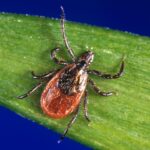 deer tick