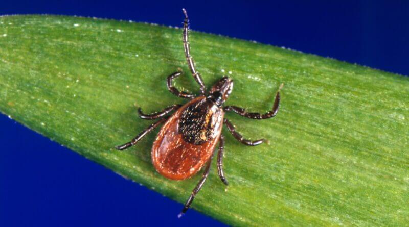 Rising awareness of Lyme disease in state after Justin Timberlake’s revelation