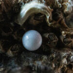 Yoder: Carving out the pearl of great price pearl