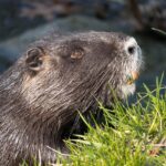 Yoder: A Beaver Out of Water: Admitting We’re Lost nutria-4110859_1280
