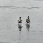 Olive Branch asks public to respect nesting birds at Taylor Field Photos from Olive Branch Aviation's post