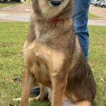 Charlie adopted after 4 1/2 years at shelter tied to felony cruelty case 🍀Good Luck, Charlie!