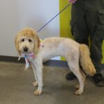 Owner reclaims dog found at Olive Branch City Park Thank you to all who helped Olive Branch Animal Shelter reconnect this sweet pup to their owner!