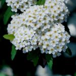 Mississippi governor vetoes storm aid bill, falsely claims criminal act by Senate staff Photo by 대정 김 on Pexels