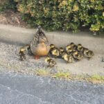 Olive Branch asks public to respect nesting birds at City Hall Photos from City of Olive Branch - Government's post