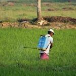 This pesticide is so toxic it’s been banned in over 70 countries. But plants in the South are releasing it into the air Photo by Arjun MJ on Pexels
