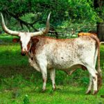 Lawmakers tried to steer $2 million to Elvis-themed Tupelo hotel project tied to state official’s family Photo by Kurt Anderson on Pexels