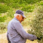 Olive Branch Mayor, Board to Meet April 7 Photo by İsa kahraman on Pexels