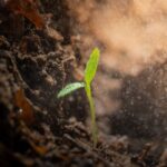 'The Secret Garden' opens tonight at The Gin, runs through April 28 Photo by Ariel Hernandez on Pexels