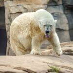 Jackson Zoo could see changes, but plans are vague for now Photo by Michael Gattorna on Pexels