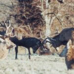 Inside the fight against ‘zombie deer disease,’ scientists confront changing politics Photo by Lewis Ashton on Pexels