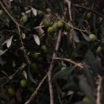 Olive Branch mayor and board to meet June 2; meeting to be livestreamed Photo by Enrique on Pexels