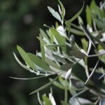 Olive Branch mayor, aldermen to meet May 19 Photo by Plavac Mali on Pexels