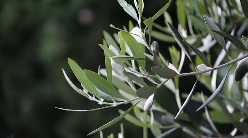 Olive Branch mayor, aldermen to meet May 19 Photo by Plavac Mali on Pexels