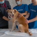 Animal shelter says medicine and other items are stolen during repeated break-ins Photo by Mikhail Nilov on Pexels