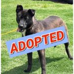 Miami adopted after a year at Southaven Animal Shelter After a year at the Southaven Animal Shelter, Miami is going to her forever home!