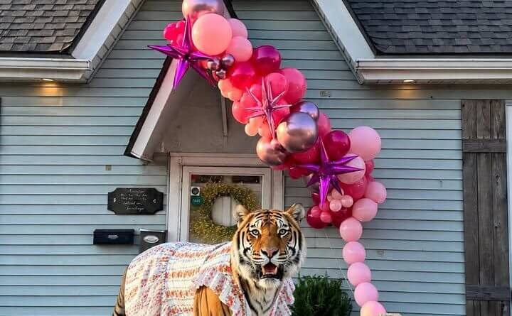 🚨Reports of a Spencer’s Tiger roaming town have been confirmed