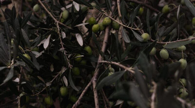 Olive Branch planning commission to meet June 9 Photo by Enrique on Pexels