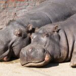 Jackson Zoo improvements draw families from across metro area Photo by Marko Jegdic on Pexels