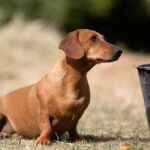 Welcome to the Starkville Derby, where the wiener (dog) takes all Photo by Julius Weidenauer on Pexels