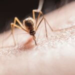Monitoring and curbing West Nile virus takes more than a mosquito truck Photo by Jimmy Chan on Pexels