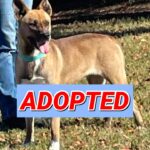 Honey adopted after eight months at Southaven Animal Shelter After 8 months, sweet Honey has been ADOPTED!