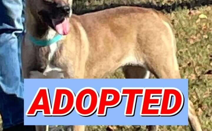Honey adopted after eight months at Southaven Animal Shelter After 8 months, sweet Honey has been ADOPTED!