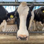 Mississippi cattle producers and politicians lament Trump’s imported beef plan Photo by Ralf R on Pexels