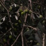 Olive Branch mayor, board to meet Aug. 4 Photo by Enrique on Pexels