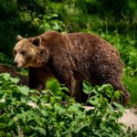 How many bears are there in Connecticut? To find out, Mississippi researchers lend a hand Photo by Mustafa Mašetić on Pexels