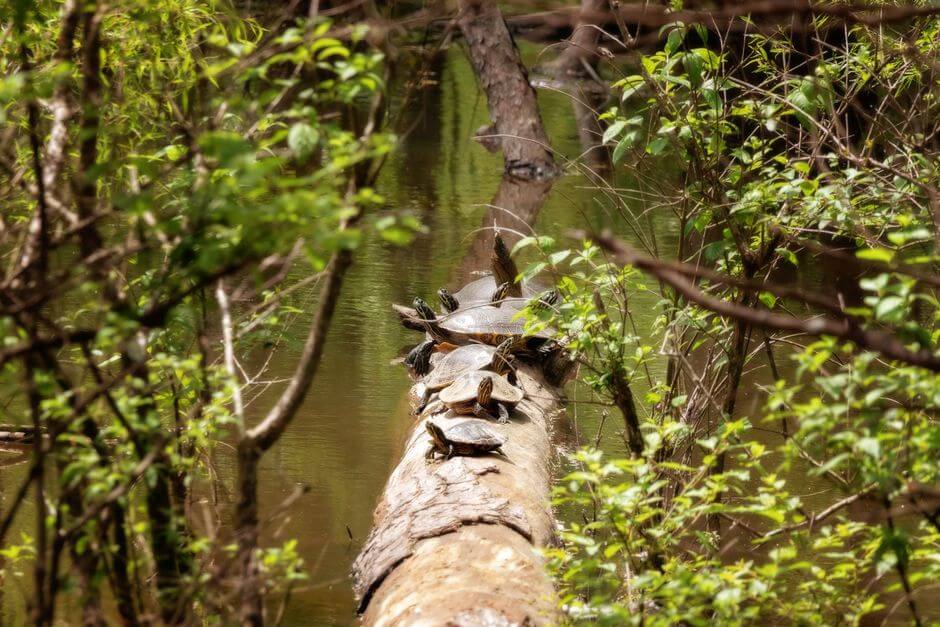 Photo by Deb Hayes on Pexels
