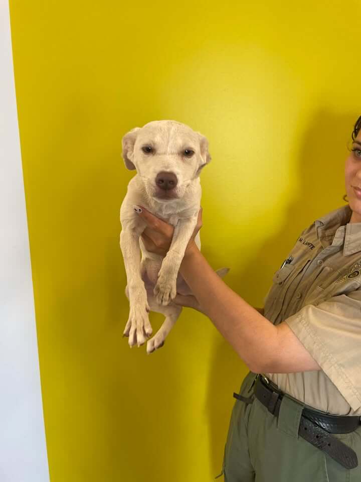 Eight-week-old female animal found on Parker Cove
