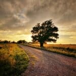 Walls Planning Commission Denies Data Center Rezoning Request Lone tree beside a dirt road through open farmland at sunset, illustrating the Walls rezoning of agricultural land
