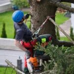 Addison Tree Care offers tree-cutting services in Hernando Image supplied with the Hernando Main Street Chamber of Commerce RSS post