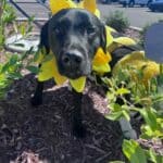 Halloween Costume Afternoon Celebrates Furry Friends Image supplied with the Hernando Main Street Chamber of Commerce RSS post