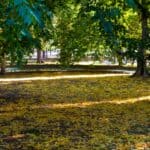 The 5 Best Cordless Leaf Blowers for DeSoto County Yards Fallen autumn leaves covering the ground in vibrant fall colors